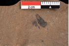 Foto (Detailansicht) von Glyptostrobus europaeus Brongniart (NHMW-GEO-2024-0188-0166)